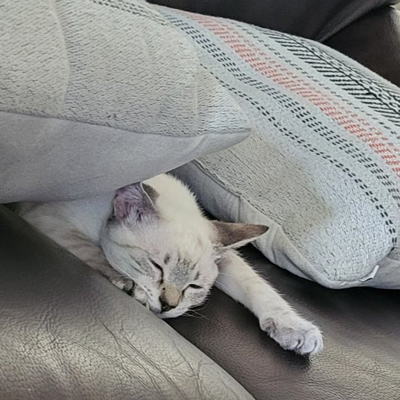 Lila wants some new toys ~ make her day! - Picture 3 of 4